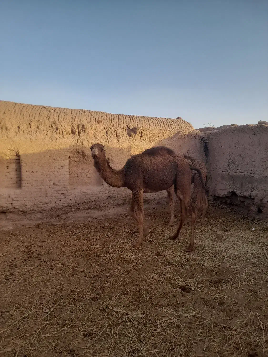 شتر|حیوانات مزرعه|راور, |دیوار