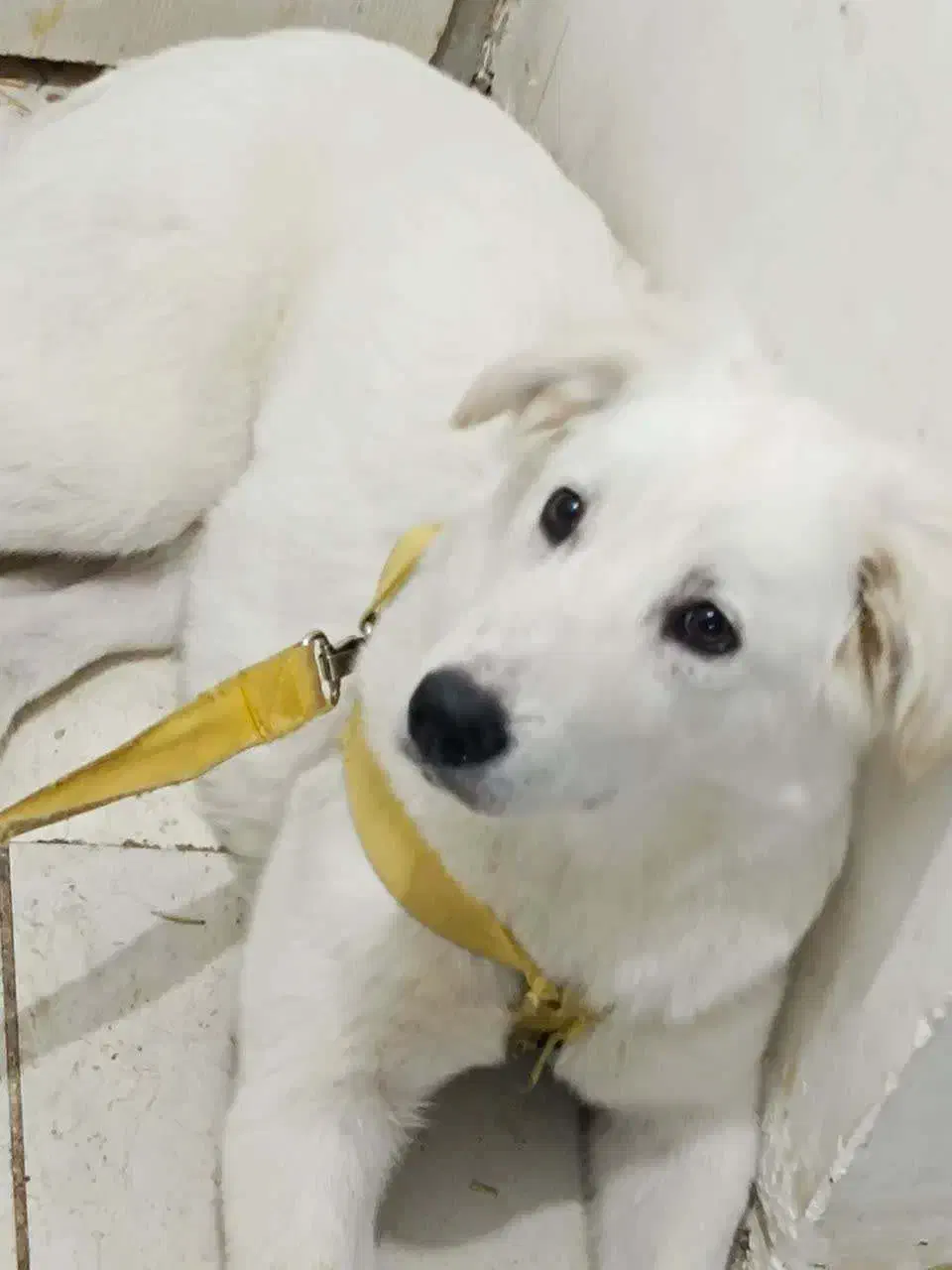 سگ بازیگوش|سگ|رباط‌کریم, رباط‌کریم|دیوار