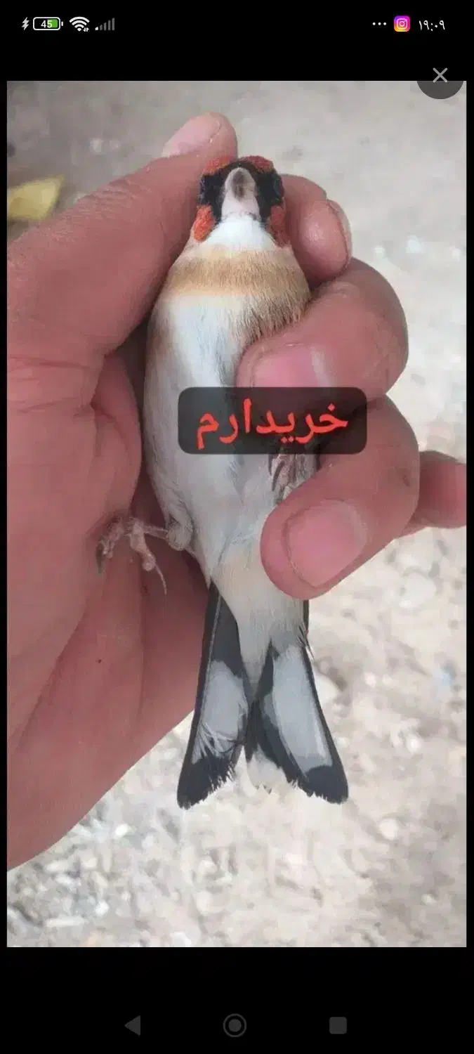 سهره چونه مهر خطی باز|پرنده|اردبیل, |دیوار