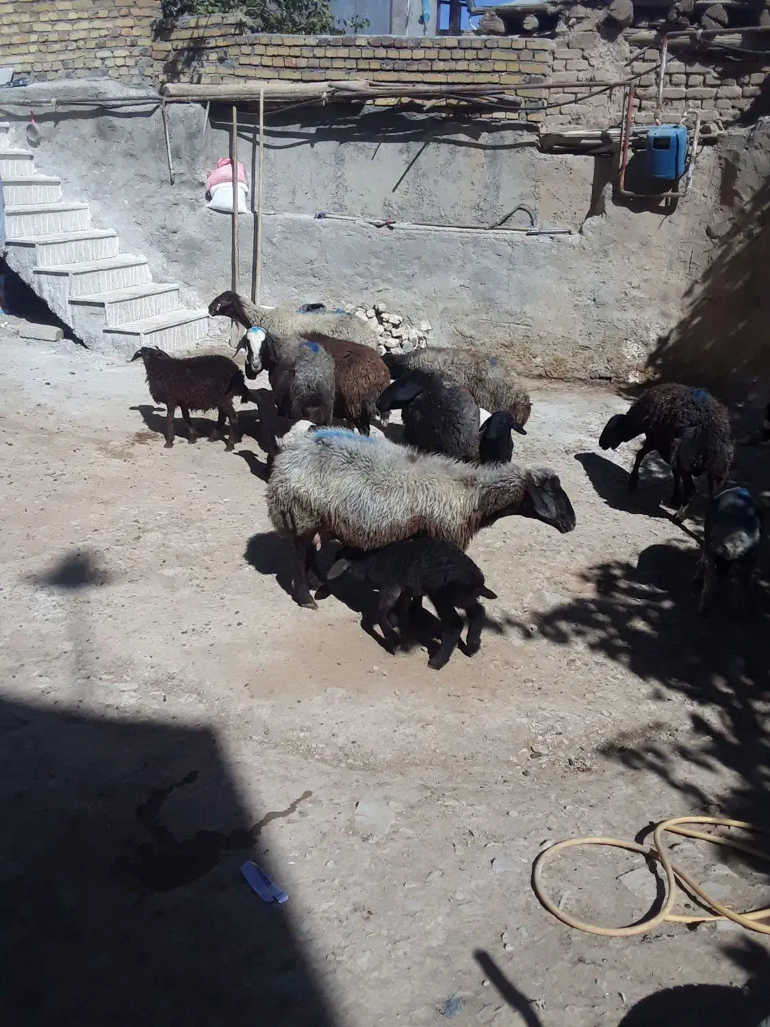 میش وبره|حیوانات مزرعه|قره چای, |دیوار