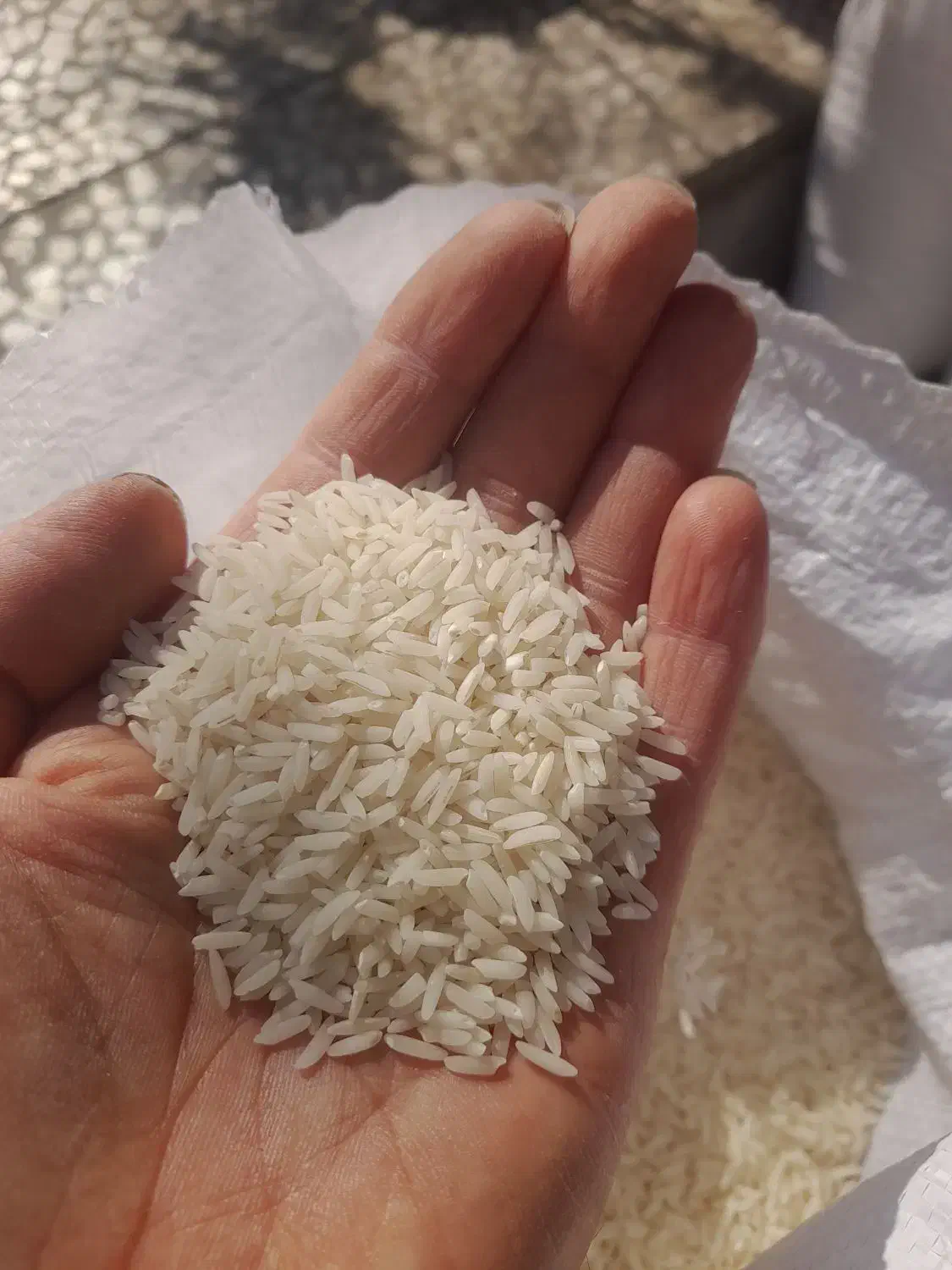 برنج کشت اول ودنوج|خوردنی و آشامیدنی|ساری, |دیوار