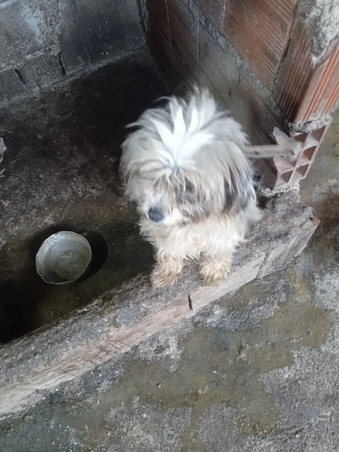 سگ پاکوتاه بالغ|سگ|ارطه, |دیوار