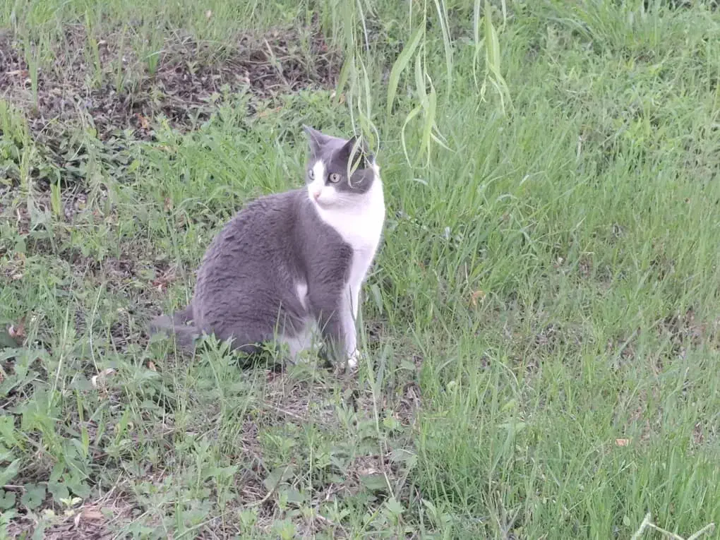 گمشده گربه|گربه|لاهیجان, آهندان|دیوار