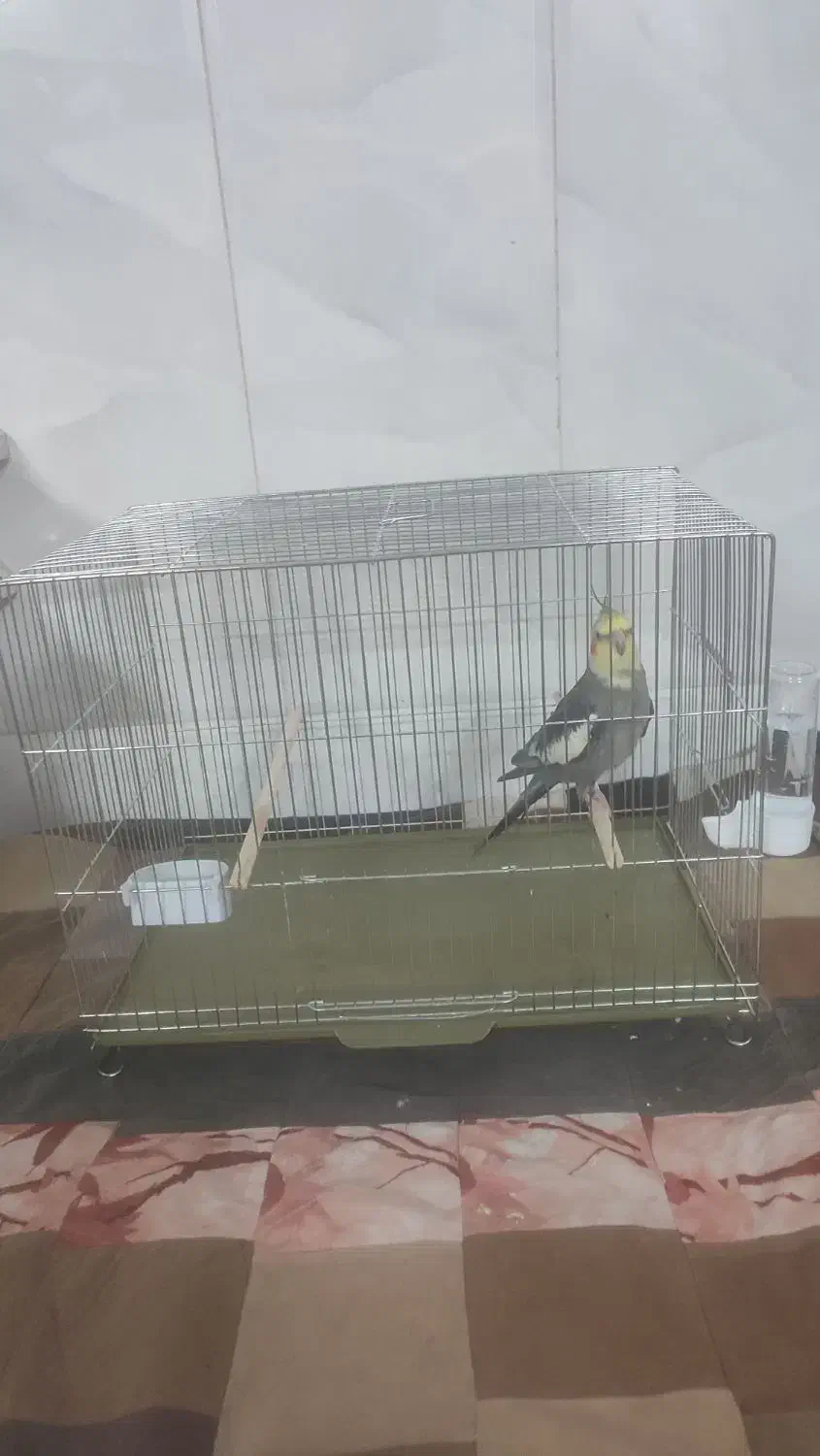 عروس همراه قفس|پرنده|قم, زاویه|دیوار