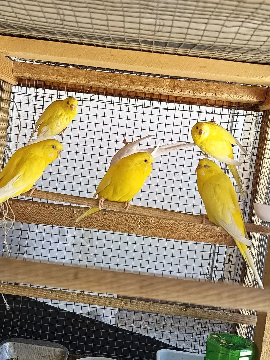 مرغ عشق هلندی چشم قرمز|پرنده|زرقان, |دیوار