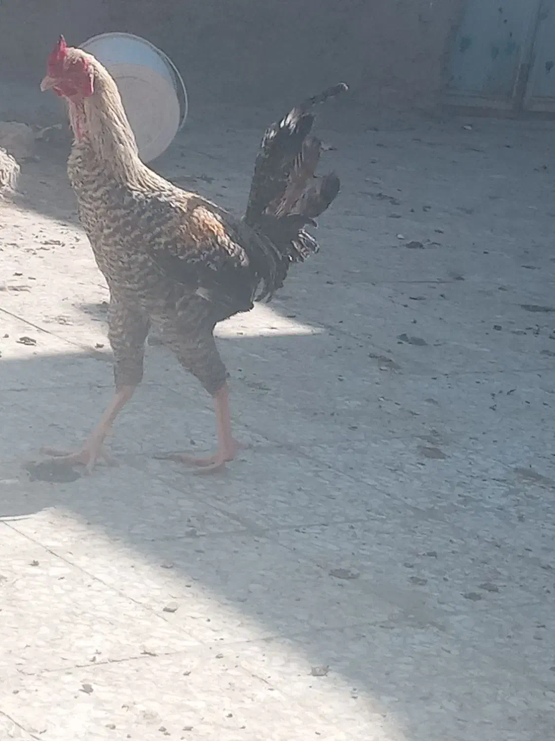 مرغ خروس. لاری . تخم بت|حیوانات مزرعه|زابل, |دیوار