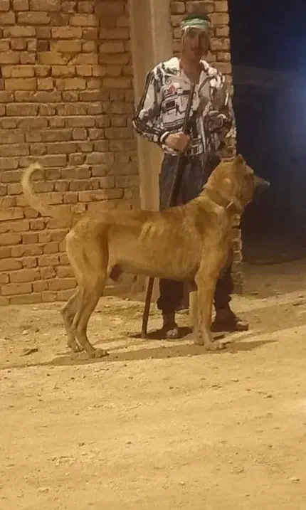 سگ سرابی اصل فقط برای نگهبانی|سگ|فشم, |دیوار