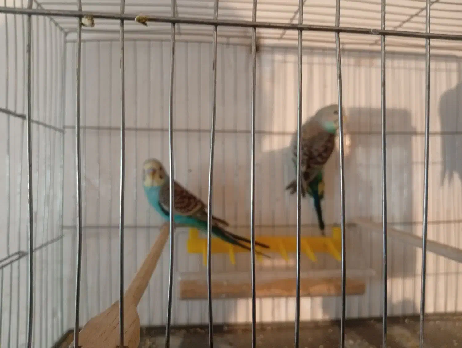 مرغ عشق|پرنده|کرمانشاه, |دیوار