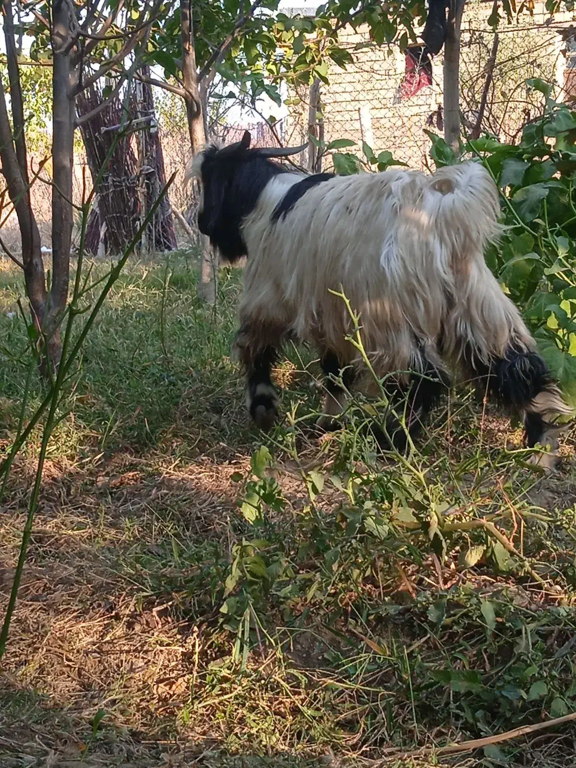 گیسکی نر|حیوانات مزرعه|پیرانشهر, |دیوار