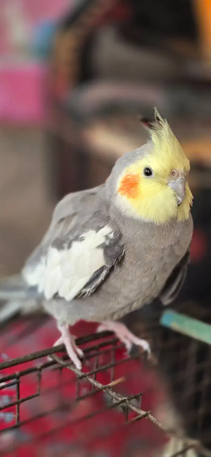 ۲عددعروس هلندی نر دستی وسخنگو ومرغ مینادستی وسخنگو|پرنده|یزد, |دیوار