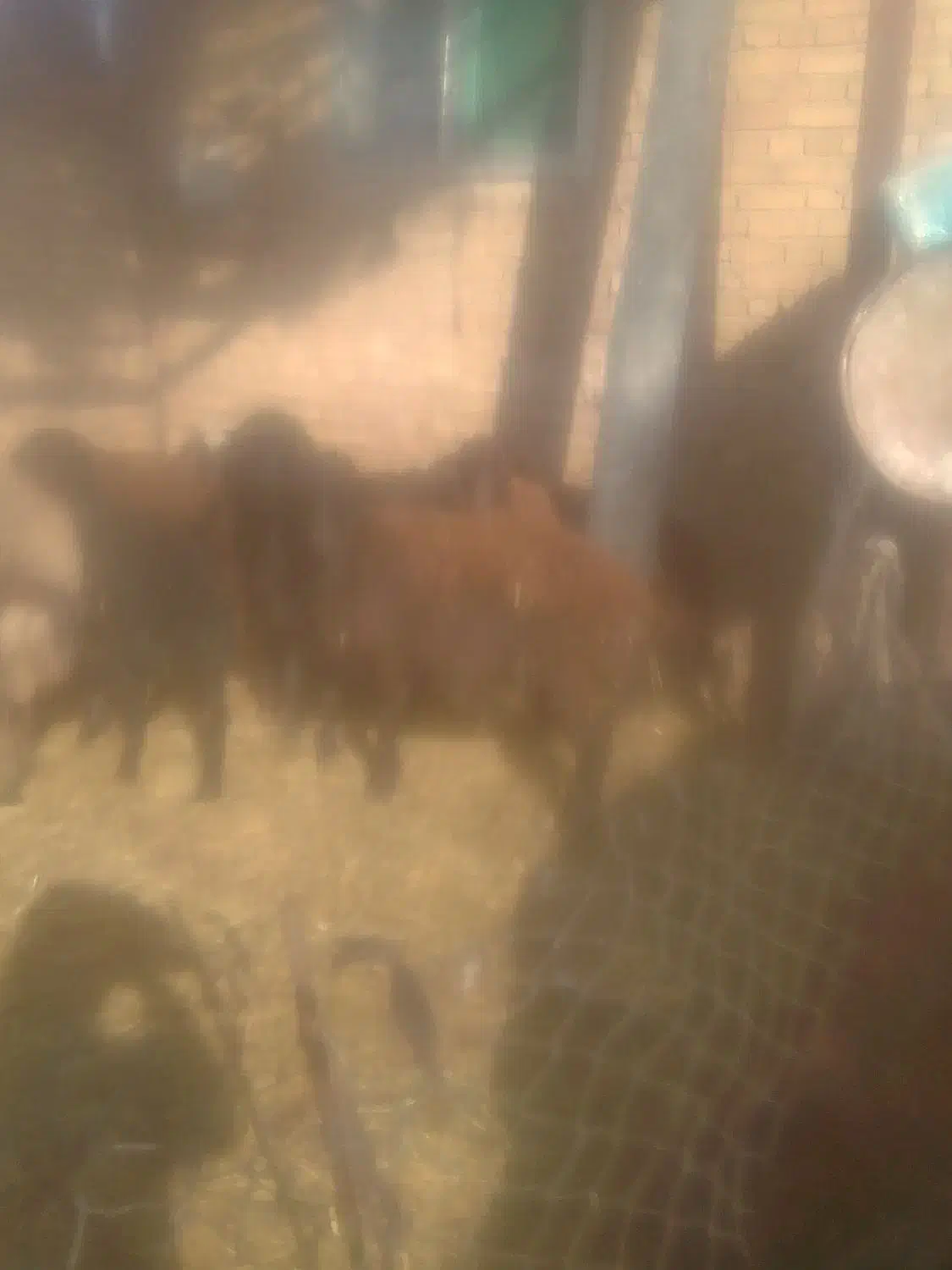 گوسفند زنده نر|حیوانات مزرعه|مرند, |دیوار