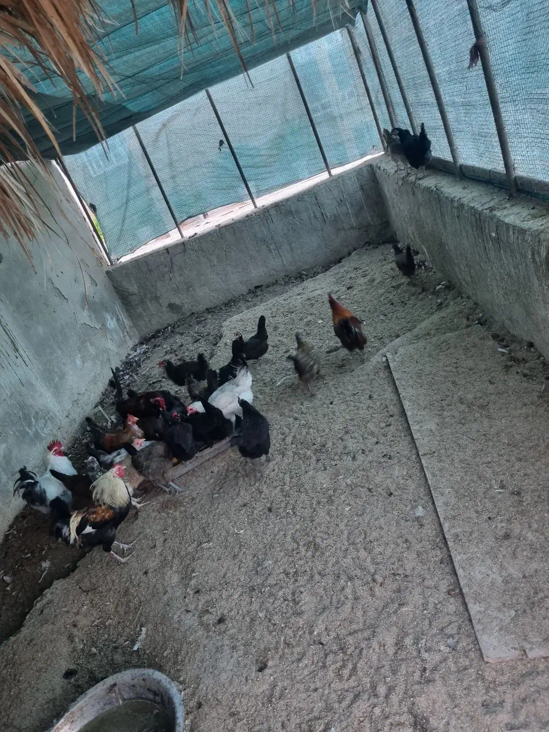 مرغ و خروس محلی|پرنده|بوشهر, |دیوار