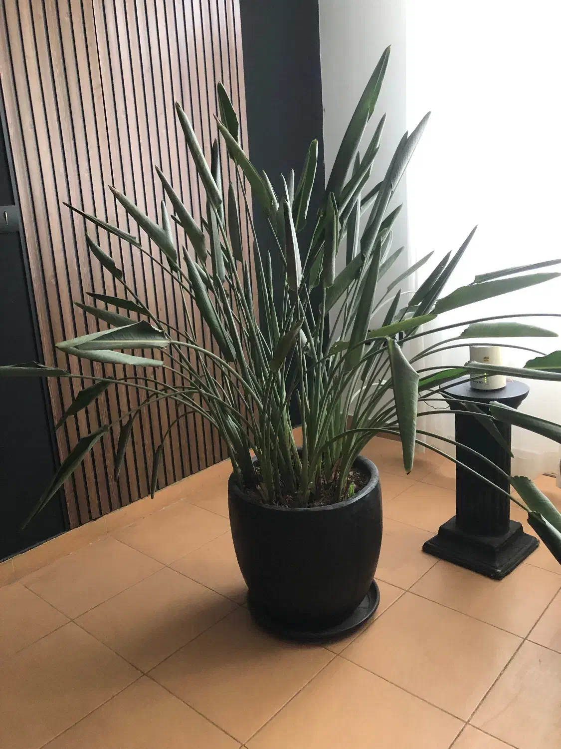 گیاه پرنده بهشتی|گل و گیاه طبیعی|رشت, دیلمان|دیوار