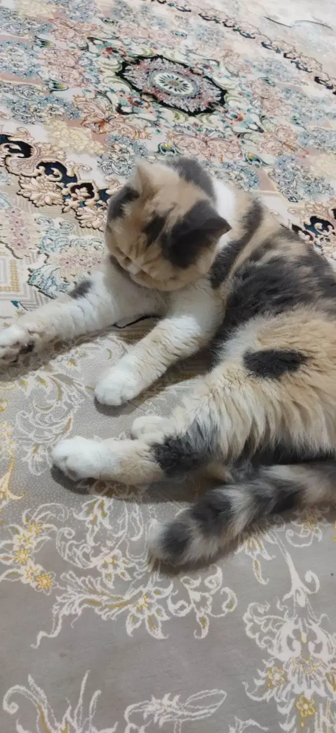 گربه پرشین اگزاتیک|گربه|مشهد, الهیه|دیوار