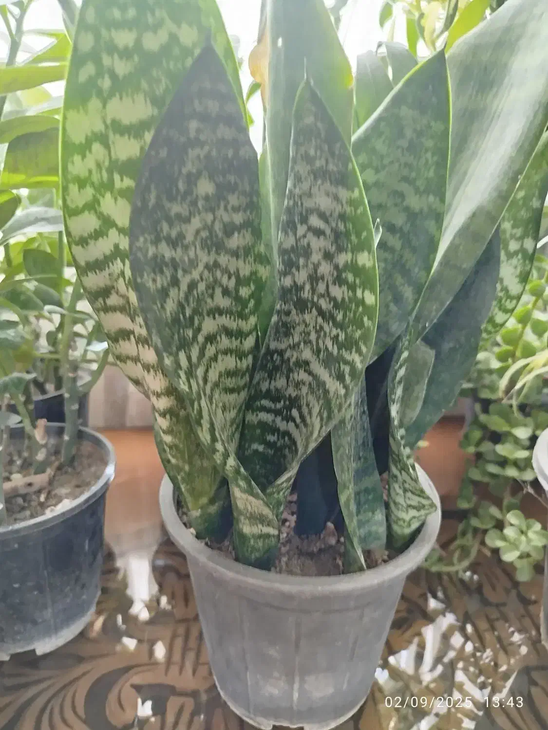 انواع گل های اپارتمانی|گل و گیاه طبیعی|کرج, گوهردشت|دیوار