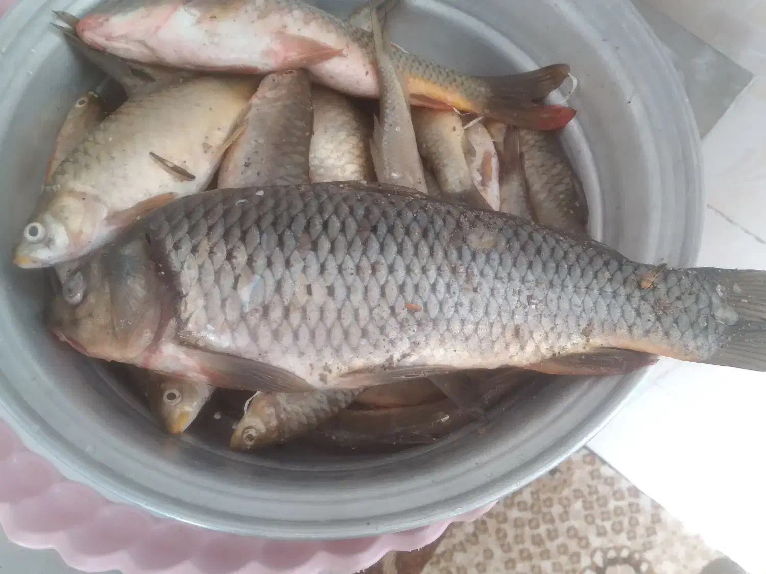 ماهی|ماهی|صالح آباد (ایلام), |دیوار