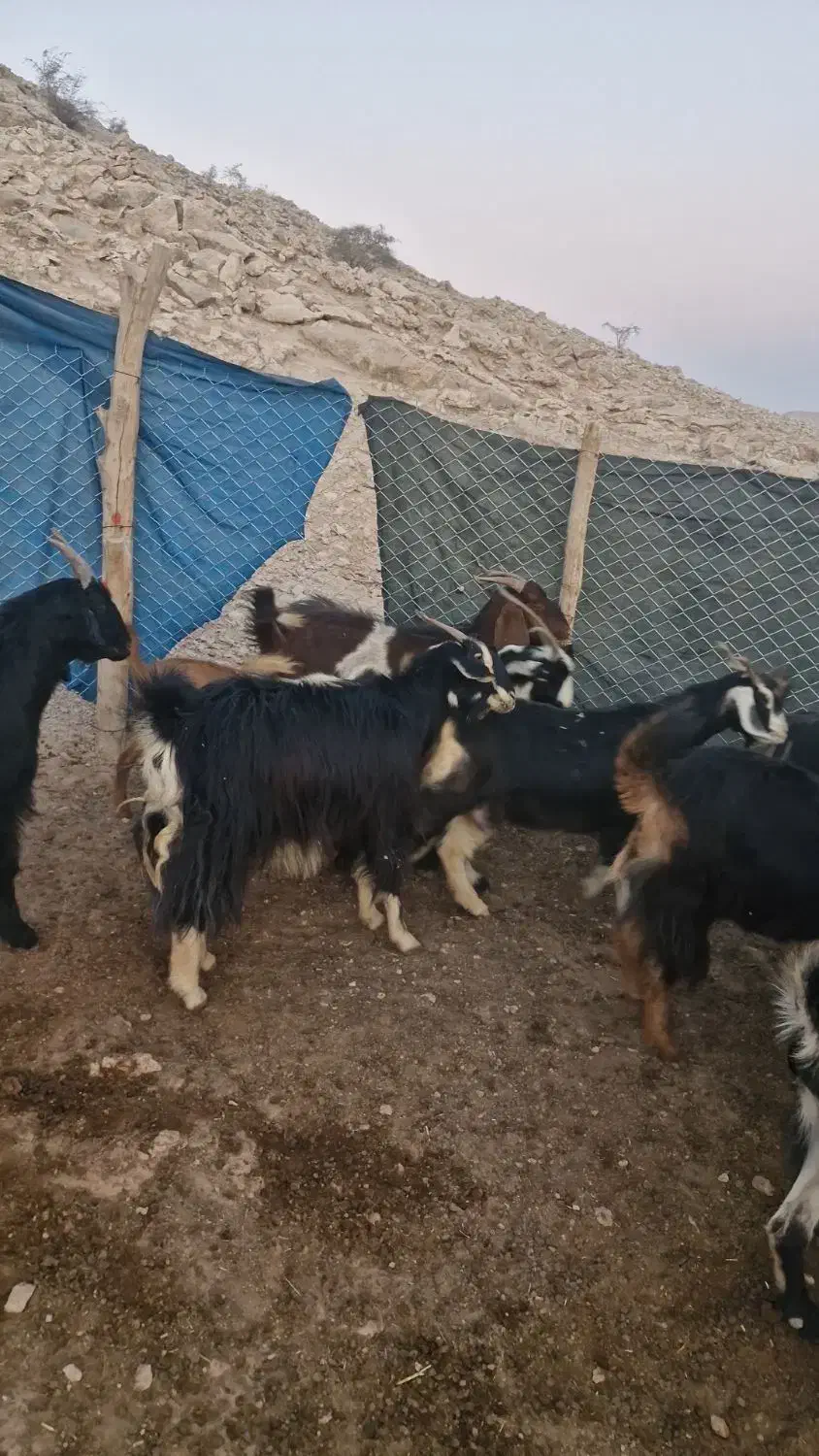 فروش 74راس بز ترکی آبستن درجه یک|حیوانات مزرعه|محمله, |دیوار