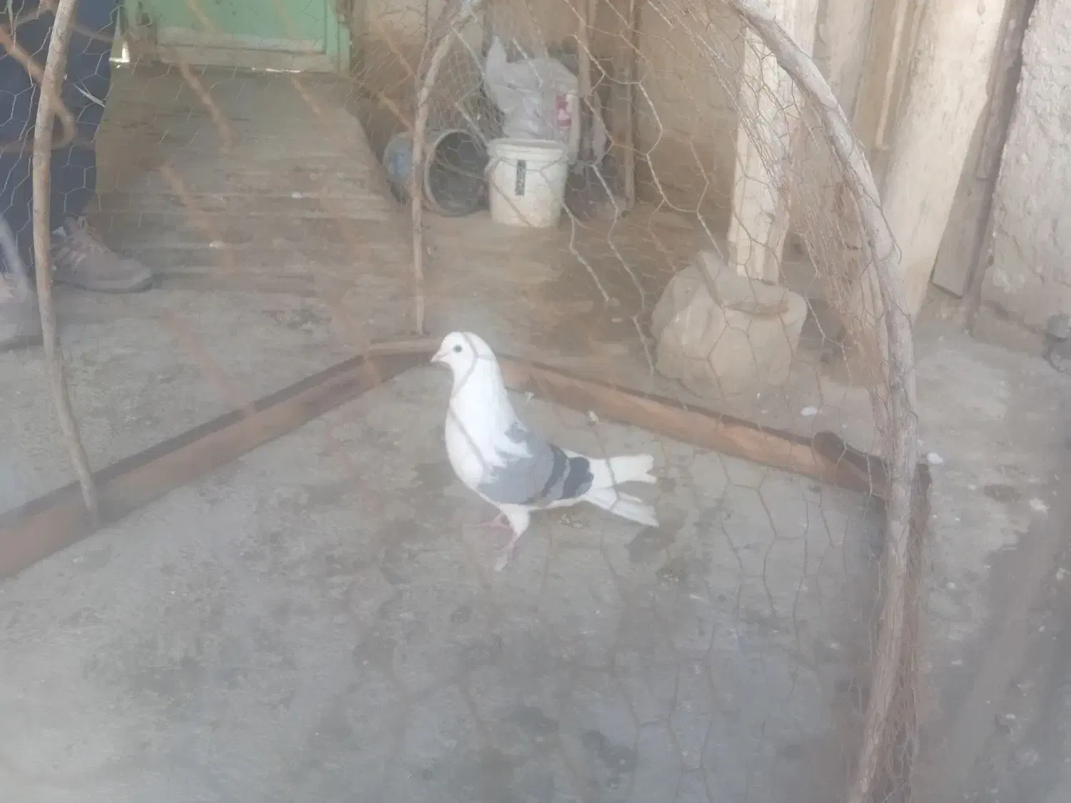 کفتر|پرنده|شیروان (خراسان), |دیوار