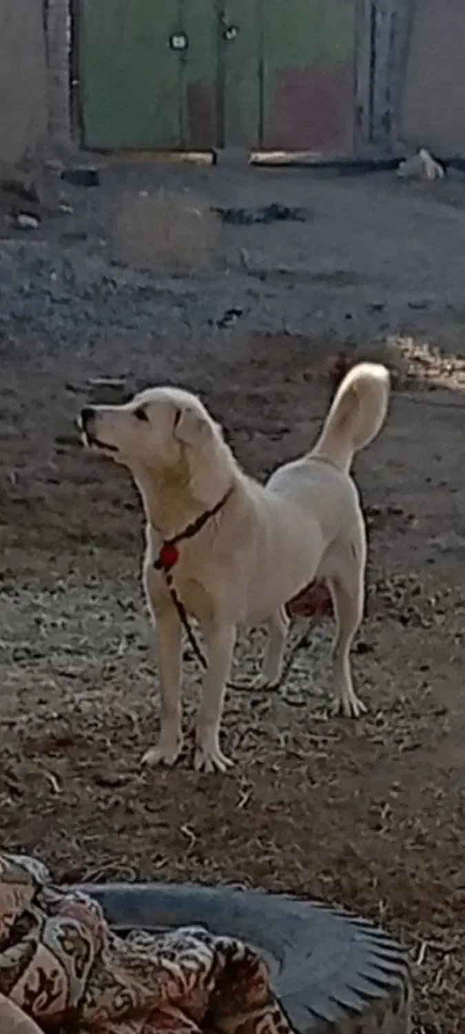 طوله پژدر|سگ|خنداب, |دیوار