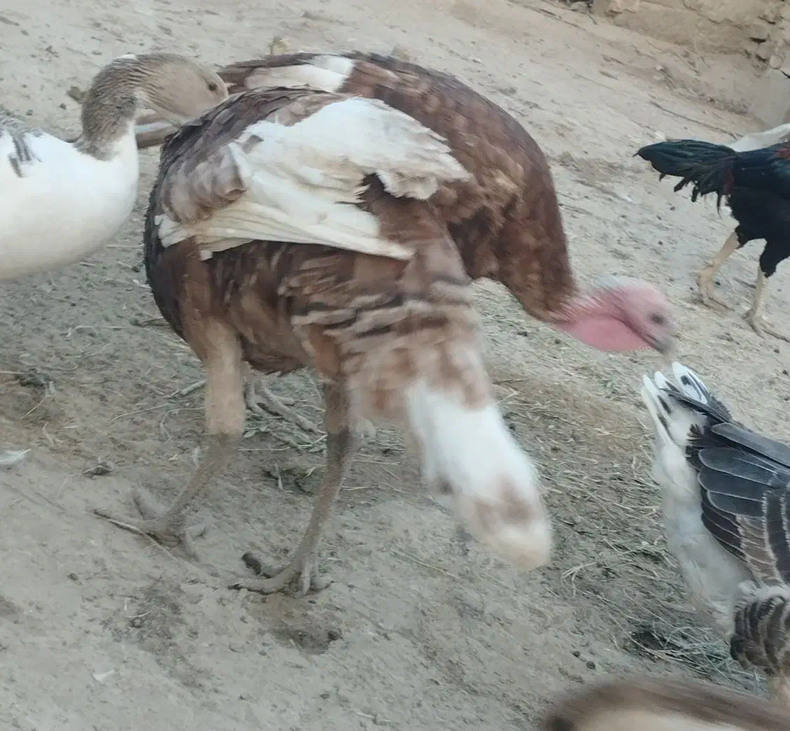 بوقلمون نر|حیوانات مزرعه|هیرمند, |دیوار