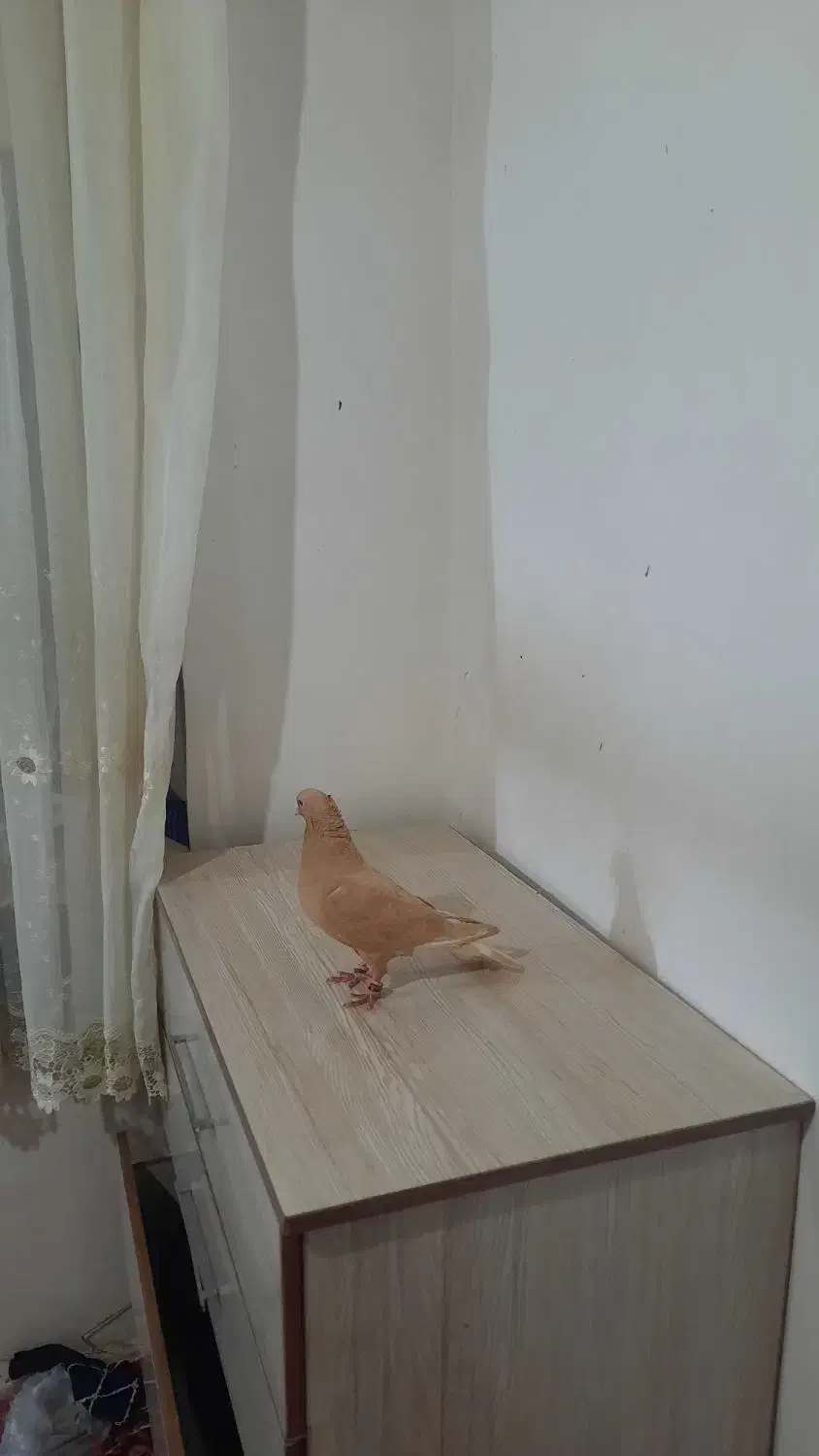 کبوتر|پرنده|اسفراین, |دیوار