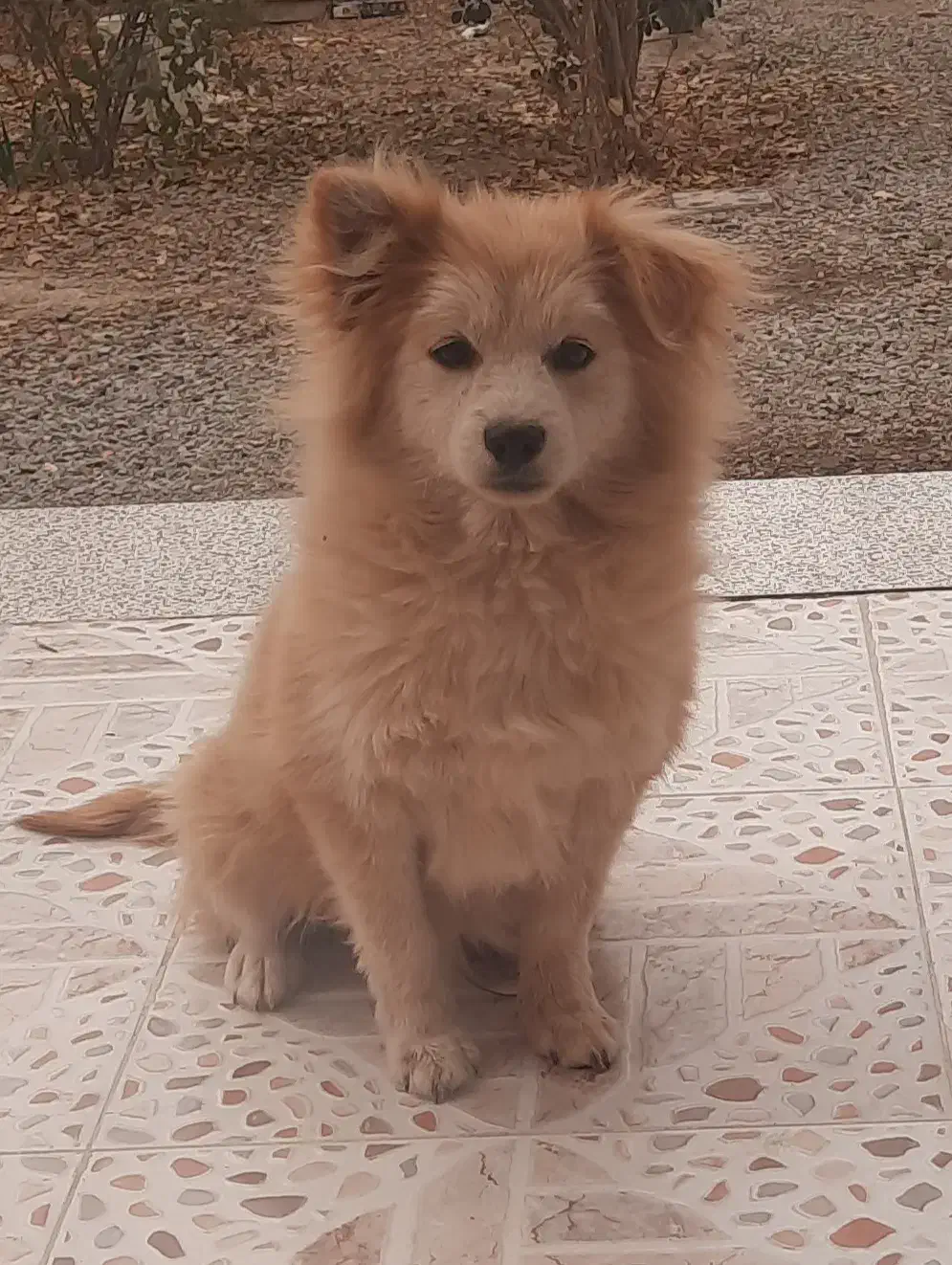 اشپیتز|سگ|ابریشم, |دیوار