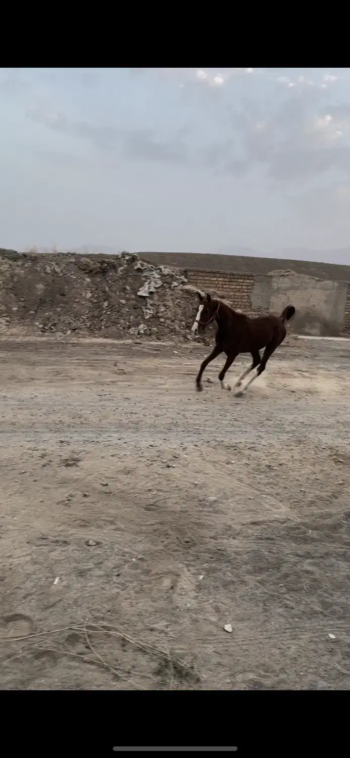 کره نریون عرب خالص|اسب و تجهیزات اسبسواری|کاشان, استرک|دیوار