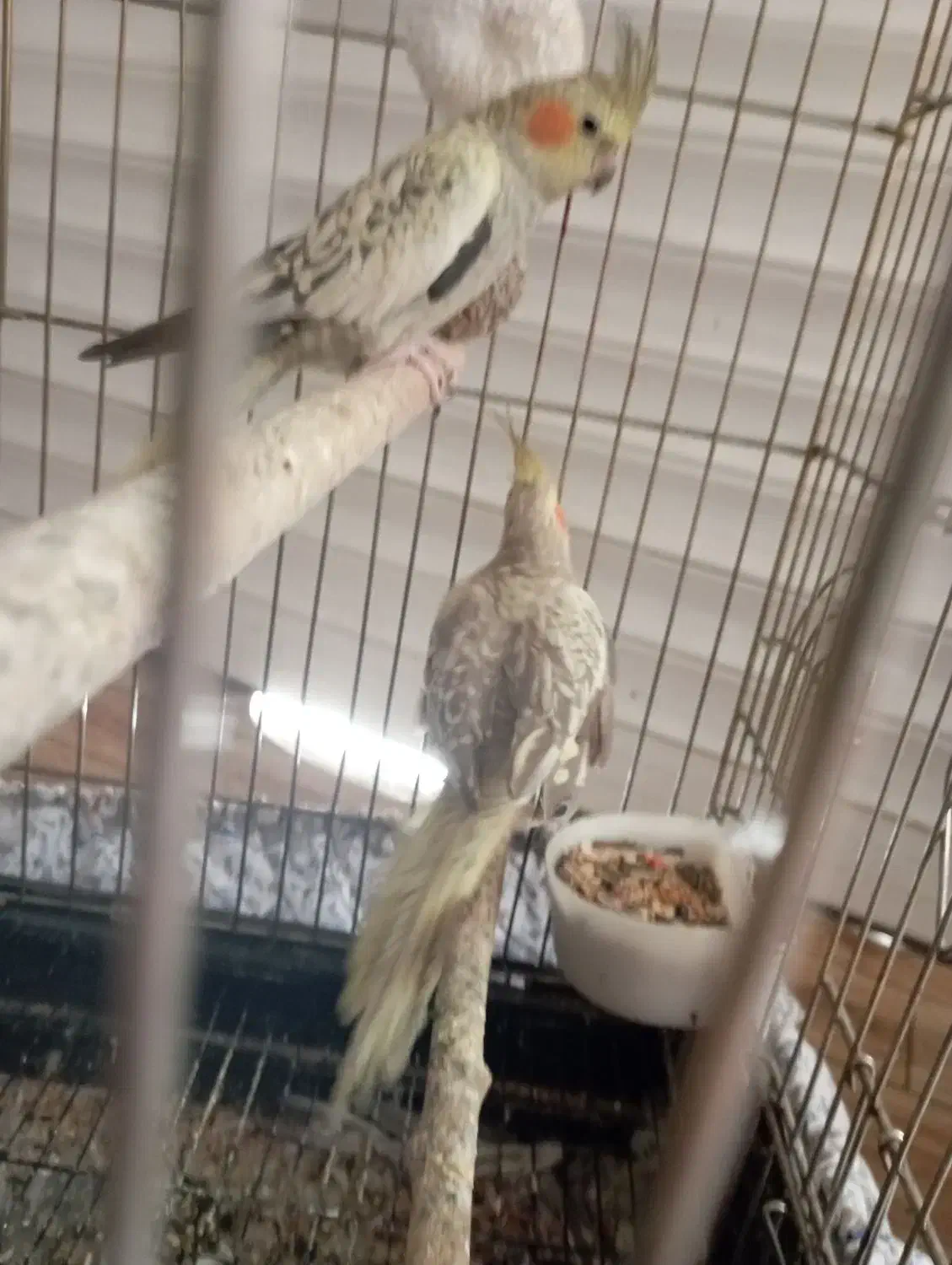 عروس هلندی|پرنده|یزد, |دیوار