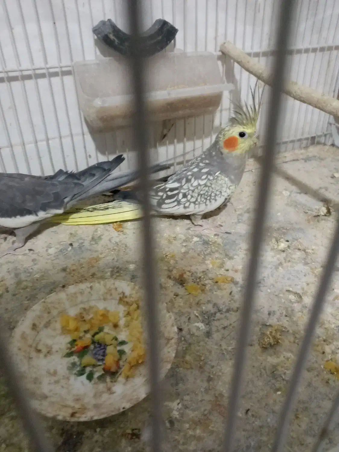 عروس هلندی|پرنده|تربت جام, معدآباد|دیوار