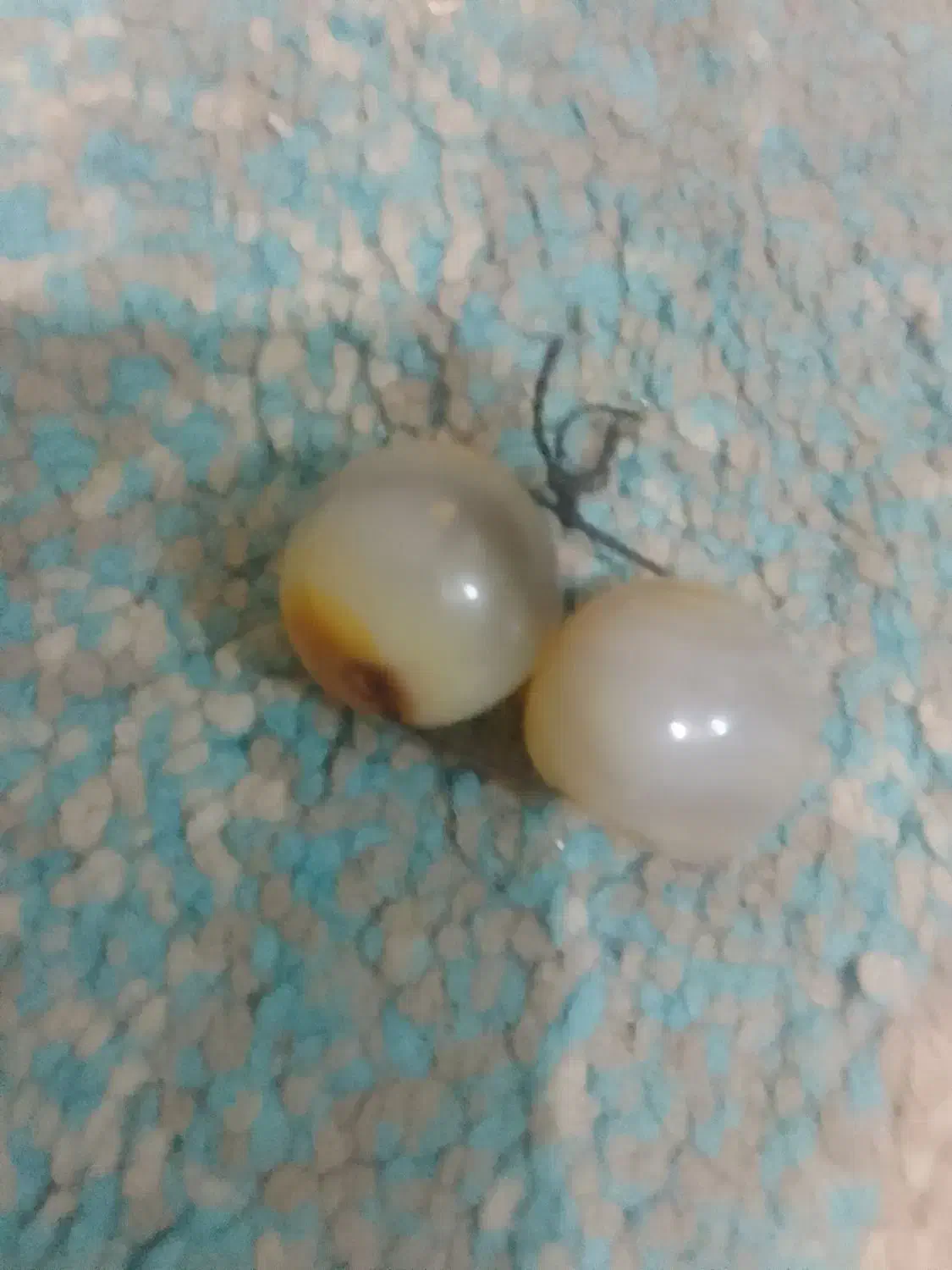 مهره رزق وروزی|کلکسیون اشیاء عتیقه|بوشهر, |دیوار