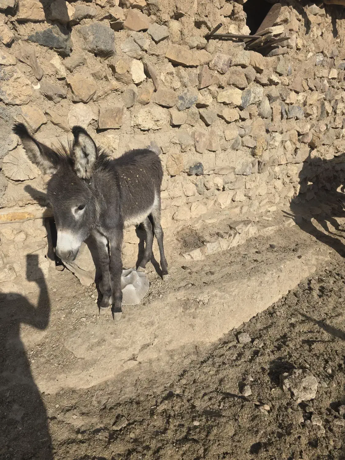 ۹راس خر شیری و کره خر|حیوانات مزرعه|ساوه, |دیوار