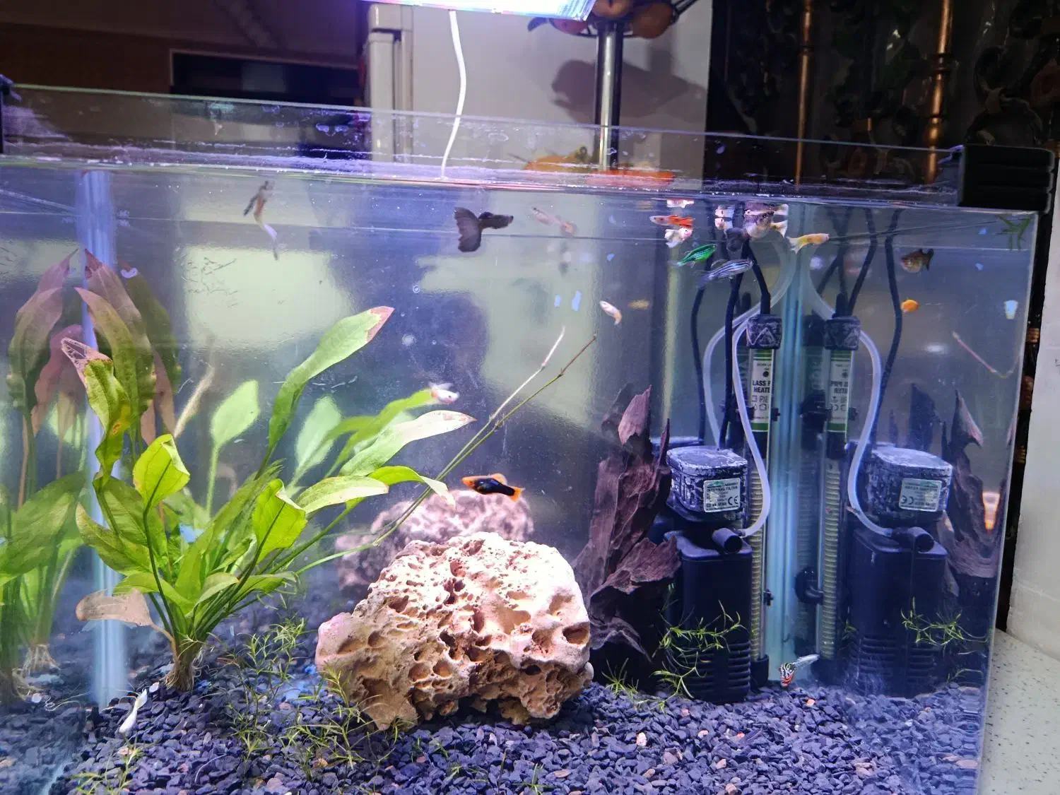  اکواریوم وماهی گوپی زبرا|ماهی|خرمآباد, |دیوار