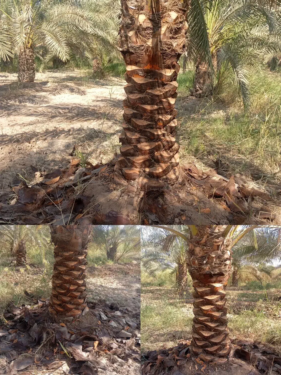 همه کارهای نخل با قیمت مناسب انجام می دهیم|خدمات باغبانی و درختکاری|شادگان, |دیوار