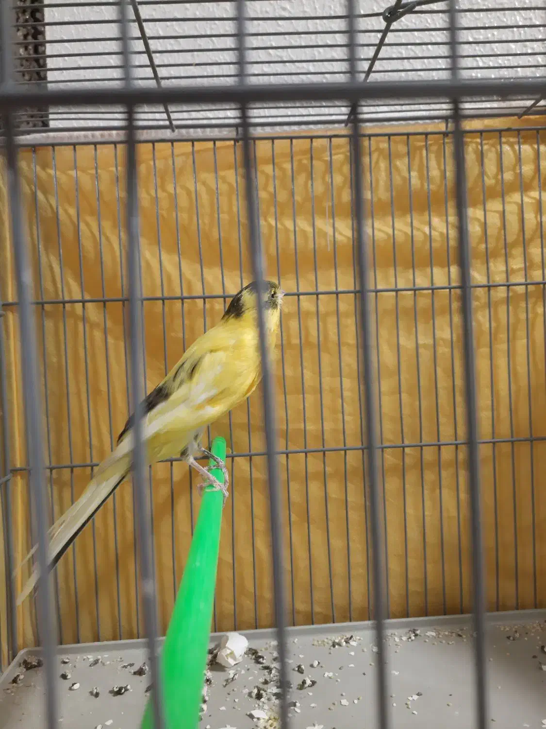 قناری کشیده بلند|پرنده|فولادشهر, C5|دیوار