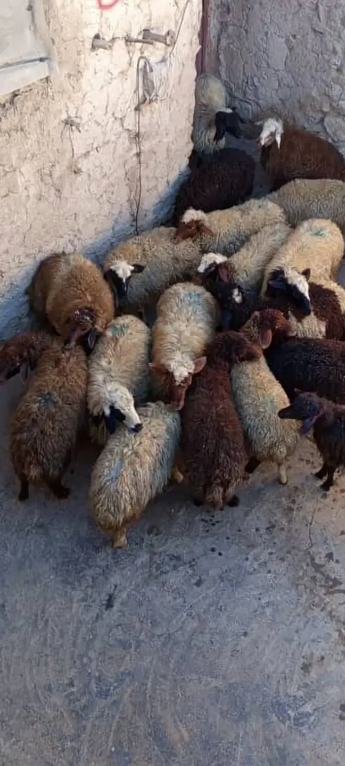 گوسفند|حیوانات مزرعه|امام, |دیوار