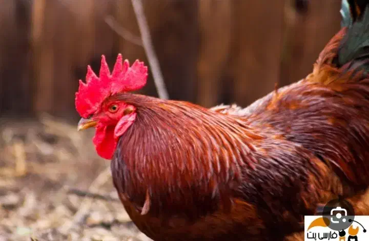 خروس|حیوانات مزرعه|گلپایگان, |دیوار