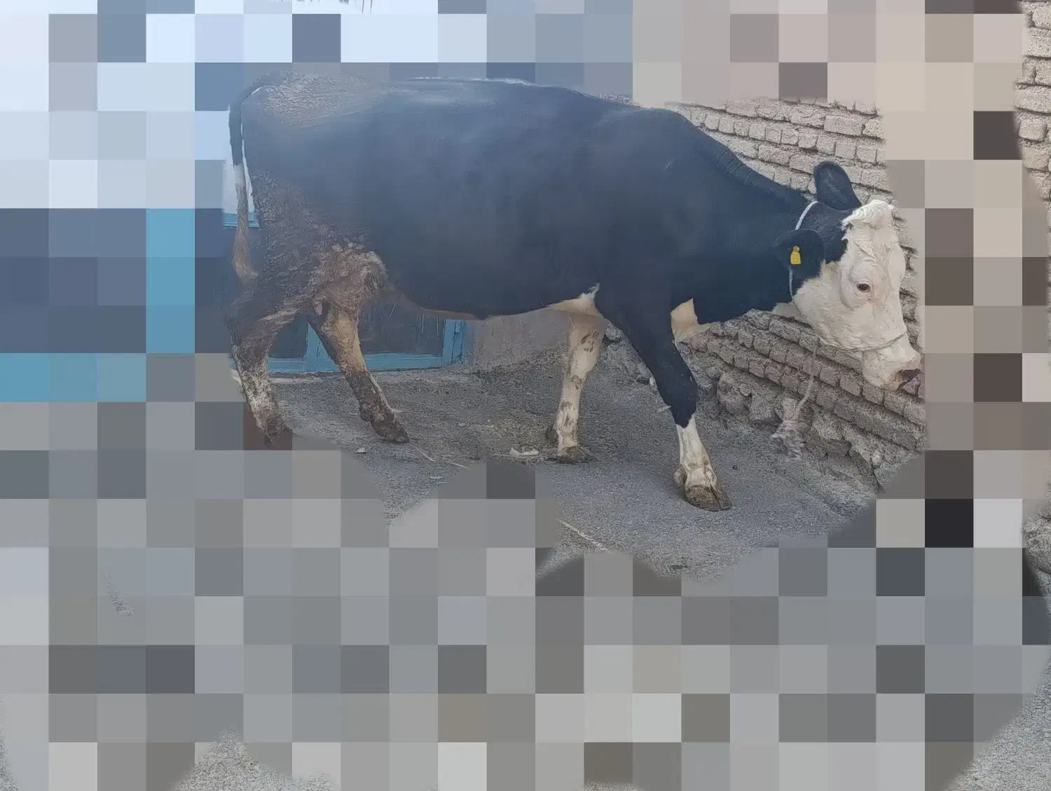 گاو سیمینتال|حیوانات مزرعه|جونقان, |دیوار