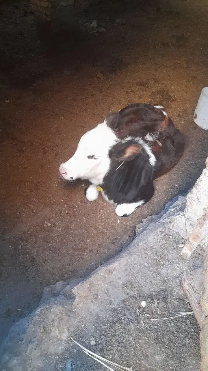 گاو۴ماهه آبستن هس ویه گوساله ۵ ماهه داره|حیوانات مزرعه|مینودشت, |دیوار