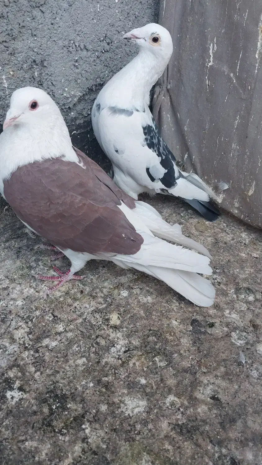 کبوتر پشت گراف المانی|پرنده|مشهد, نیزه|دیوار