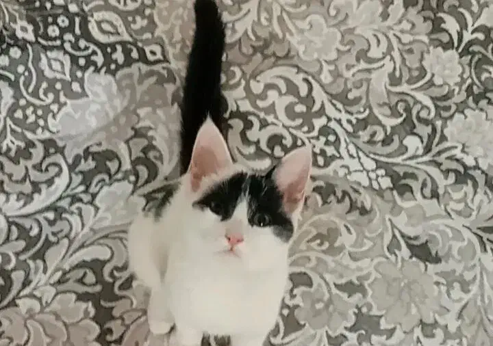 واگذاری گربه رایگان|گربه|پاکدشت, پاکدشت (مامازند)|دیوار