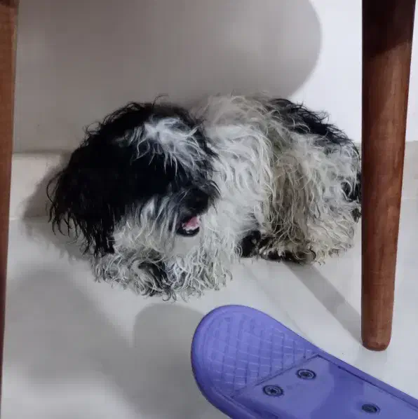 شیتزو|سگ|هرسین, |دیوار