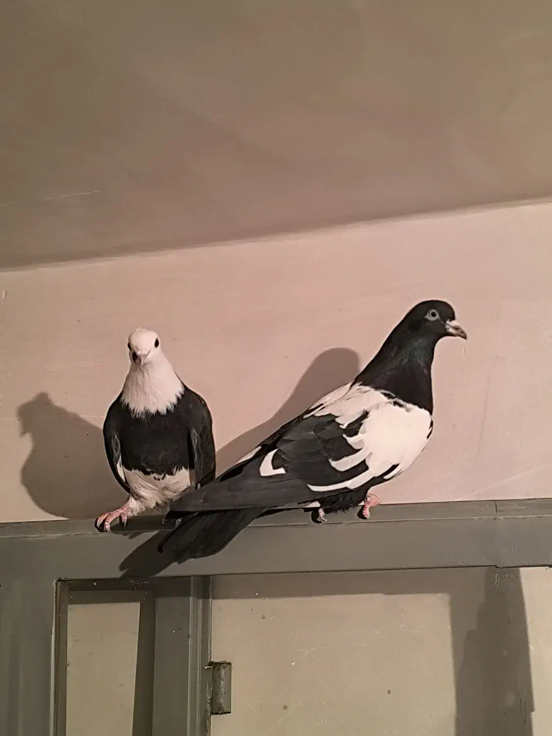 کبوتر|پرنده|تبریز, |دیوار