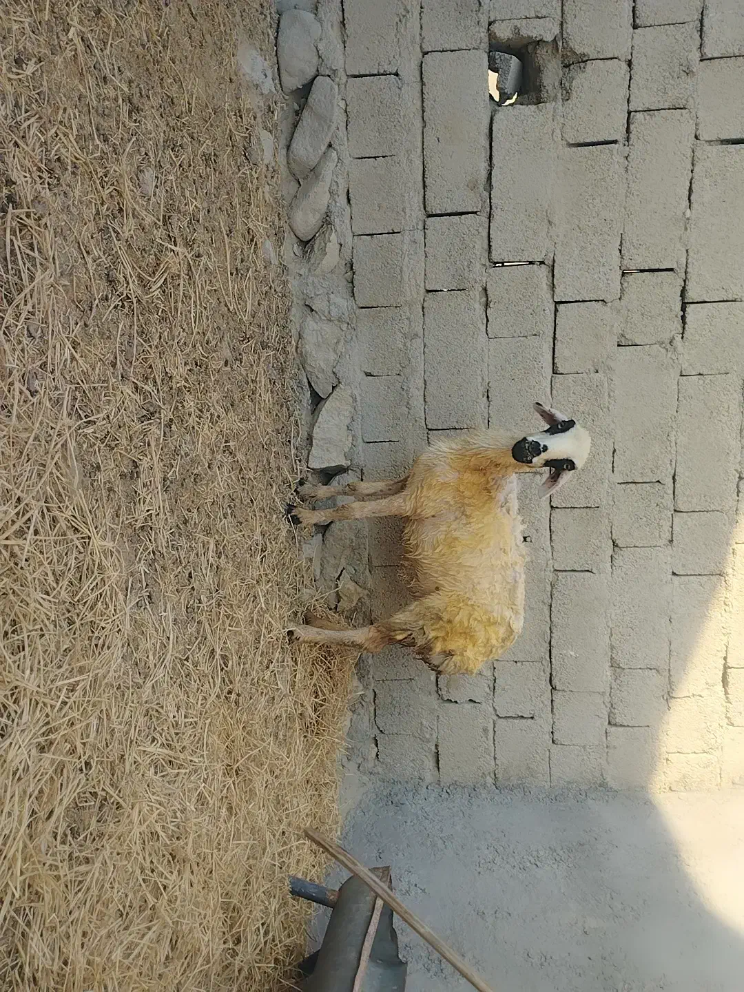 یک عدد میش|حیوانات مزرعه|بندرعباس, |دیوار