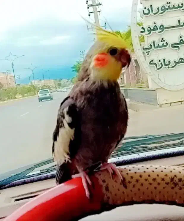 عروس هلندی گمشده|حیوانات|فاضل آباد, |دیوار