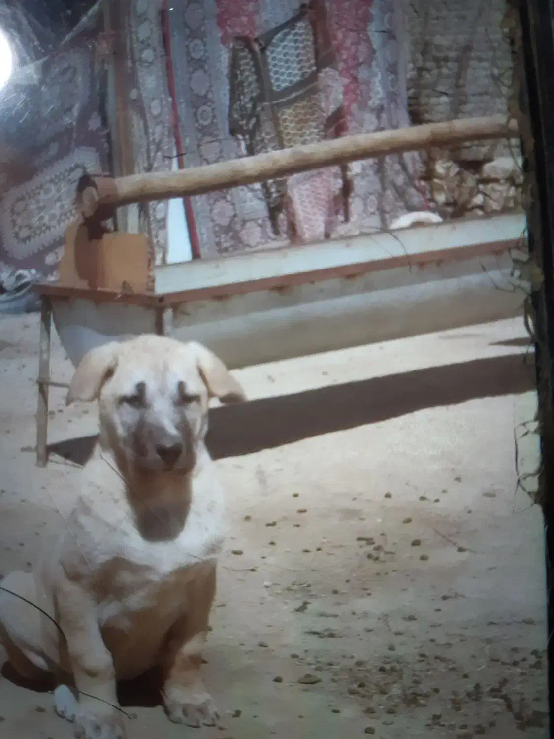 با این شماره تماس بگیرید|سگ|کبودرآهنگ, |دیوار