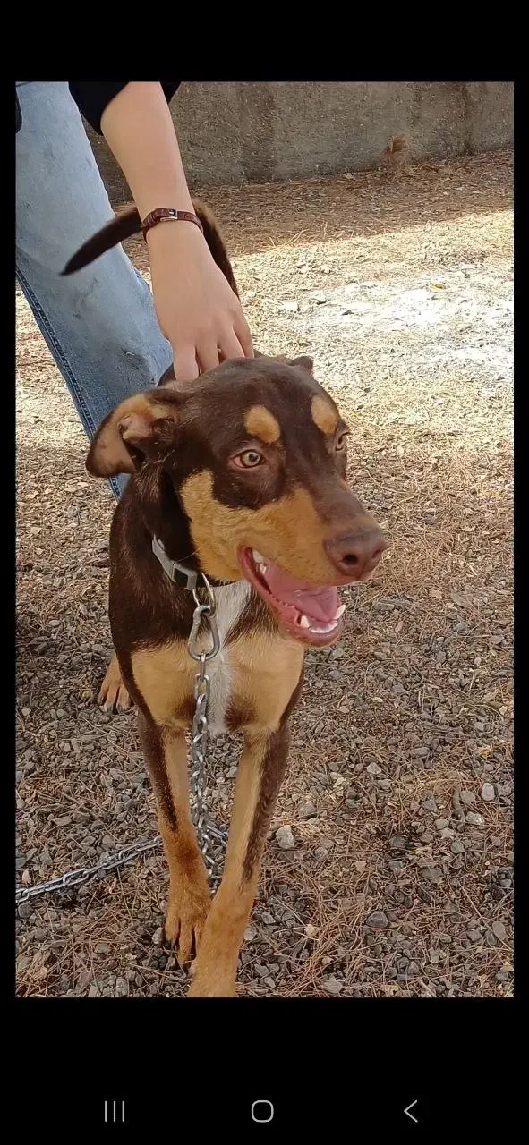 واگذاری سگ نگهبان|سگ|مشهد, پنجتن|دیوار