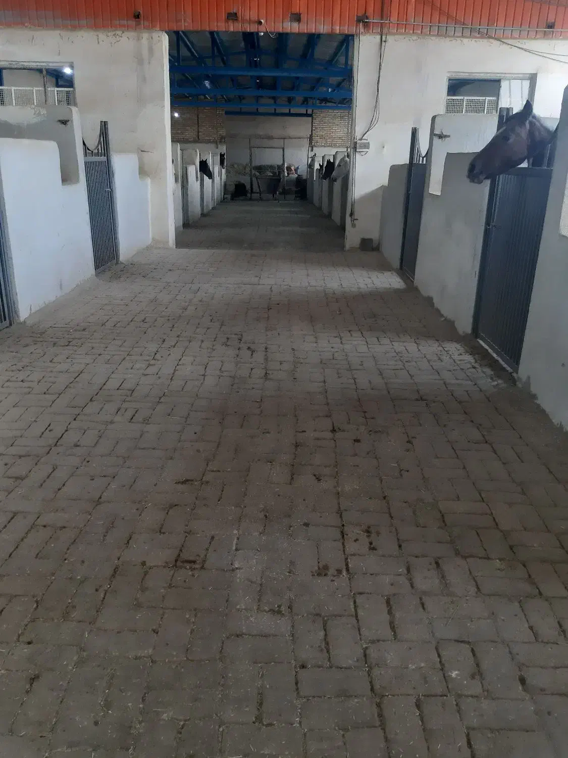 اسب باکس اسب|اسب و تجهیزات اسبسواری|کرمانشاه, |دیوار