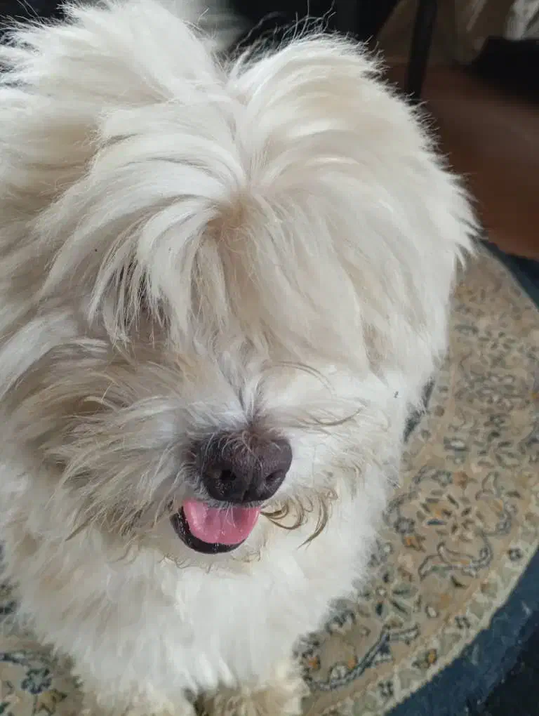 سگ نژاد لهاسا|سگ|شیرگاه, |دیوار