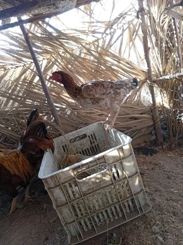 مرغ لاری مامله ای با سگ|سگ|جیرفت, |دیوار