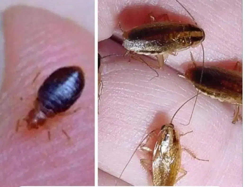 سمپاشی موریانه زدایی باضمانت بلند مدت|خدمات نظافت|سوسنگرد, |دیوار